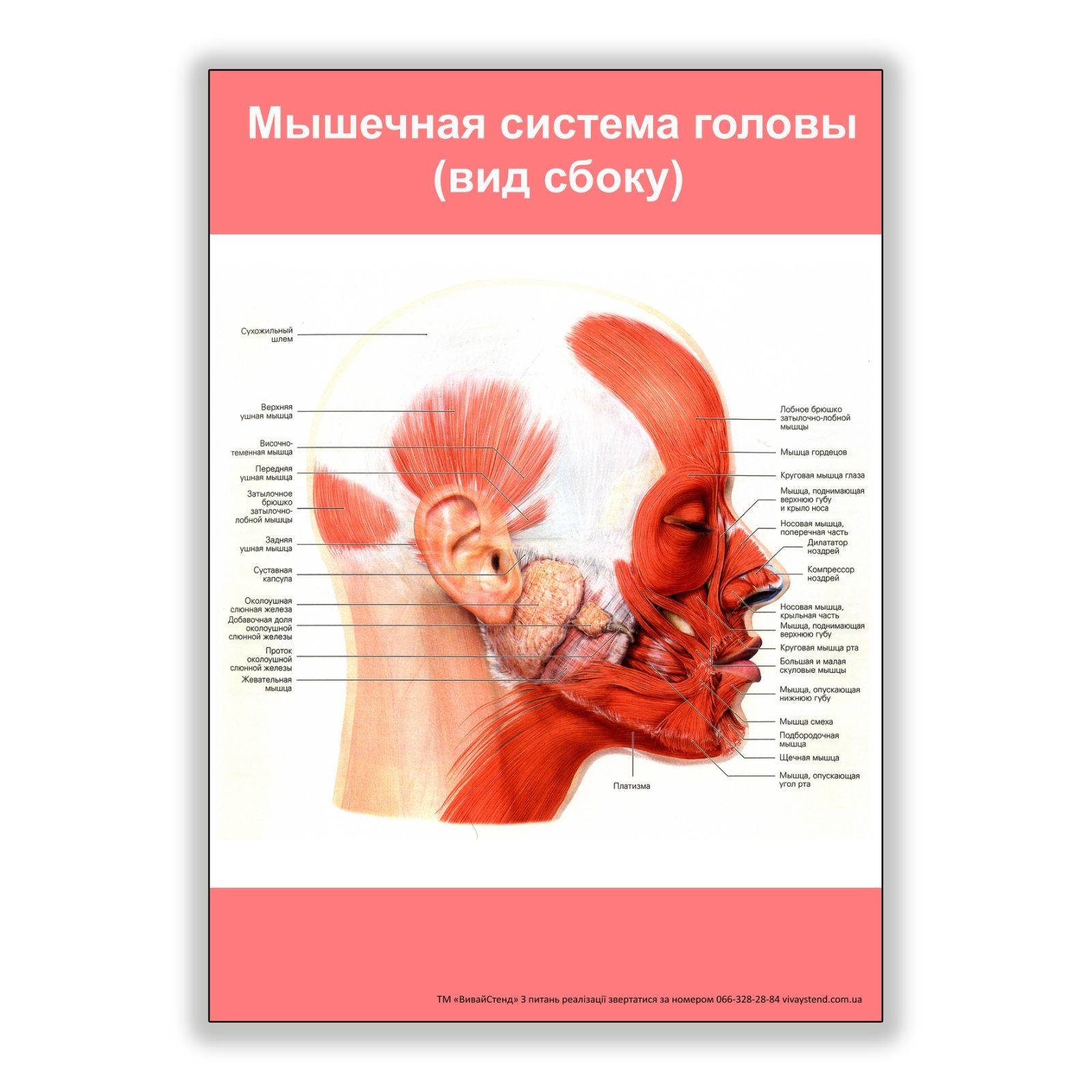 

Плакат Vivay Мышечная система головы (вид сбоку) А1 (8234)