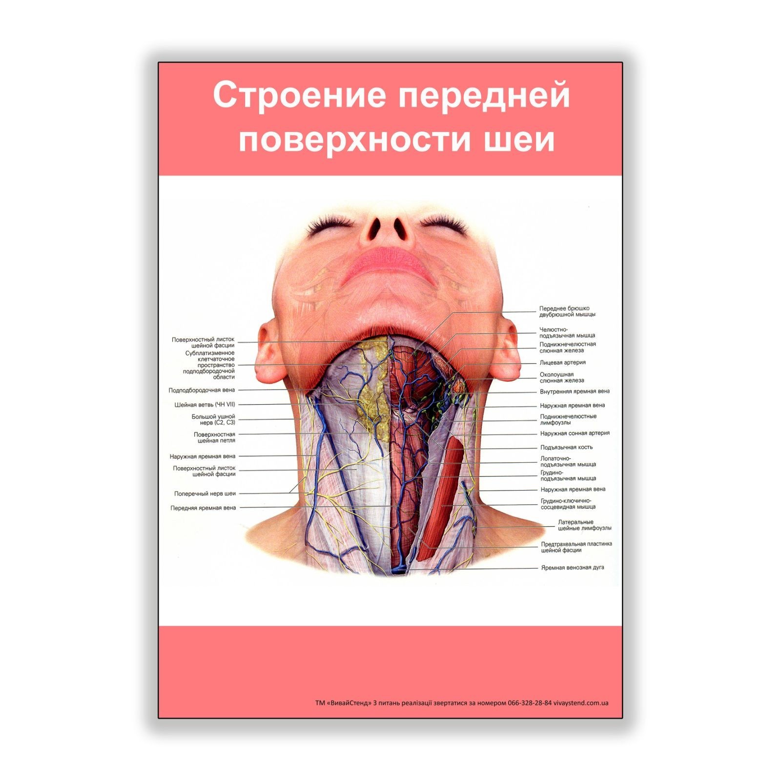 

Плакат Vivay Строение передней поверхности шеи А1 (8146)