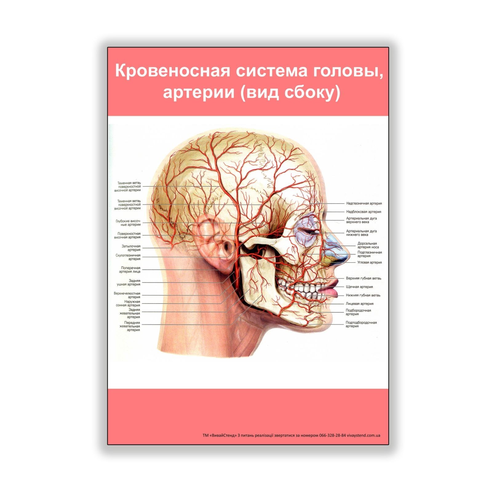 

Плакат Vivay Кровеносная система головы, артерии (вид сбоку) А2 (8251)