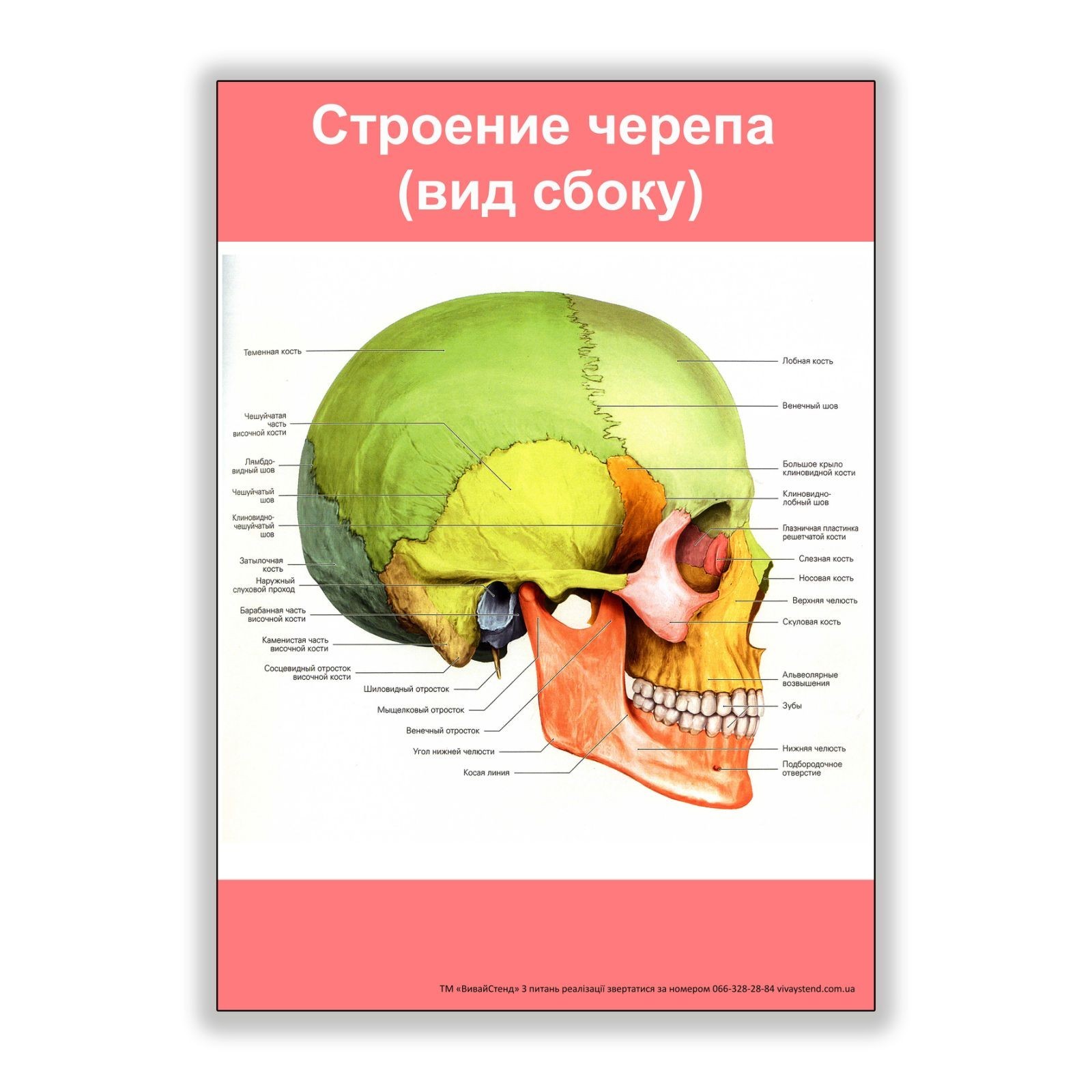 

Плакат Vivay Строение черепа (вид сбоку) А3 (8172)