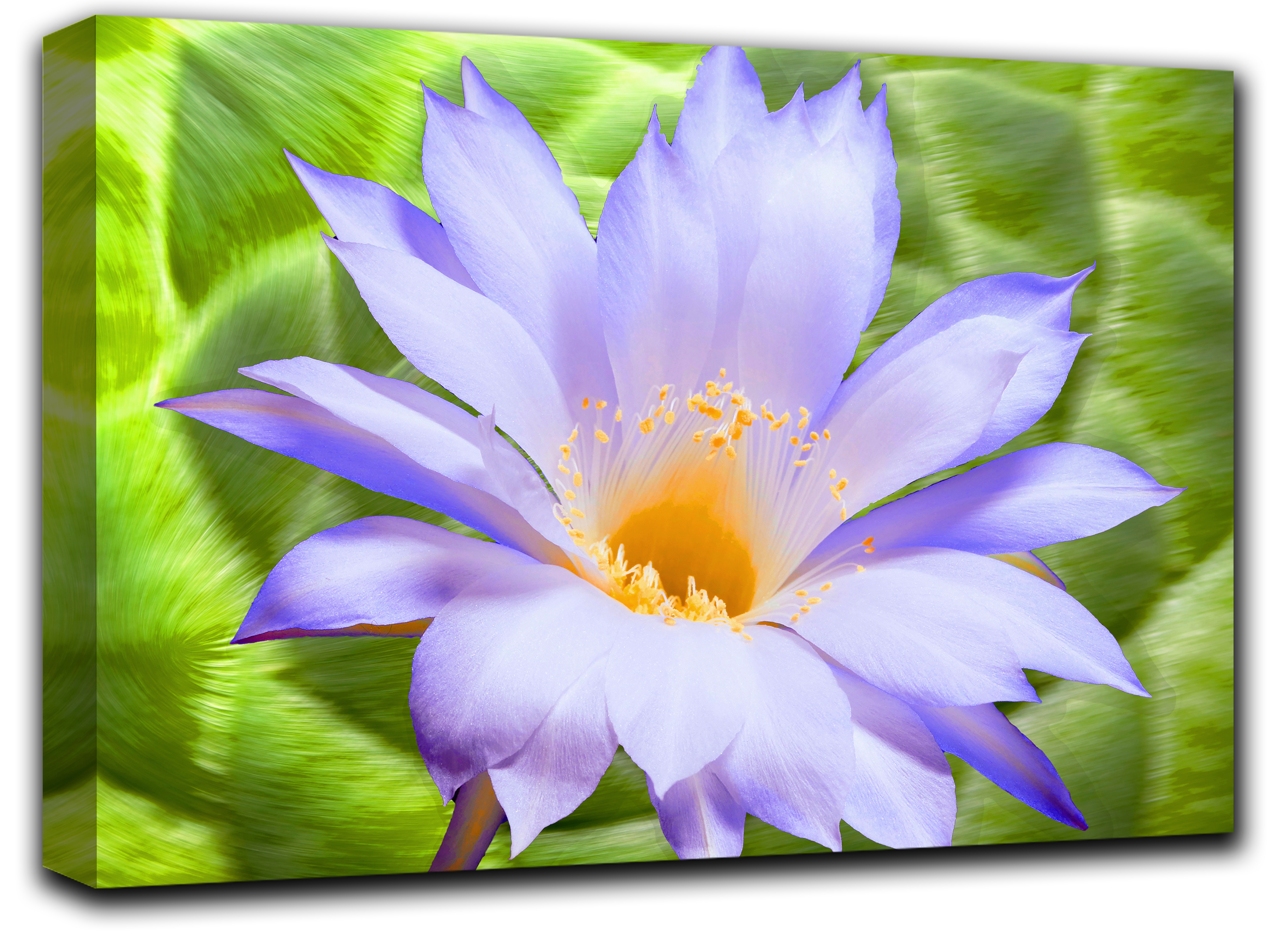 

картина на холсте Тюльпан любовь роматника свиданье Hotel Arizona HD 59 см x 102 см