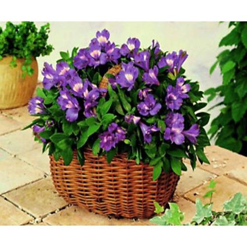 

Картина по номерам на дереве "Корзинка с цветами" 40*50 см Josef Otten (8173RSBD)