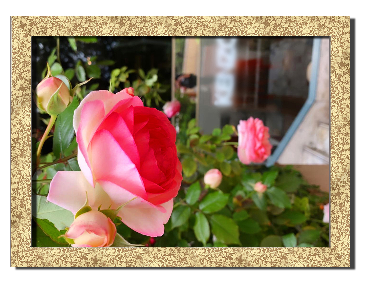 

Golden frame картина на файн-арт бумаге Великолепные розы цветы, растения Hotel Arizona HD 31 см x 41 см