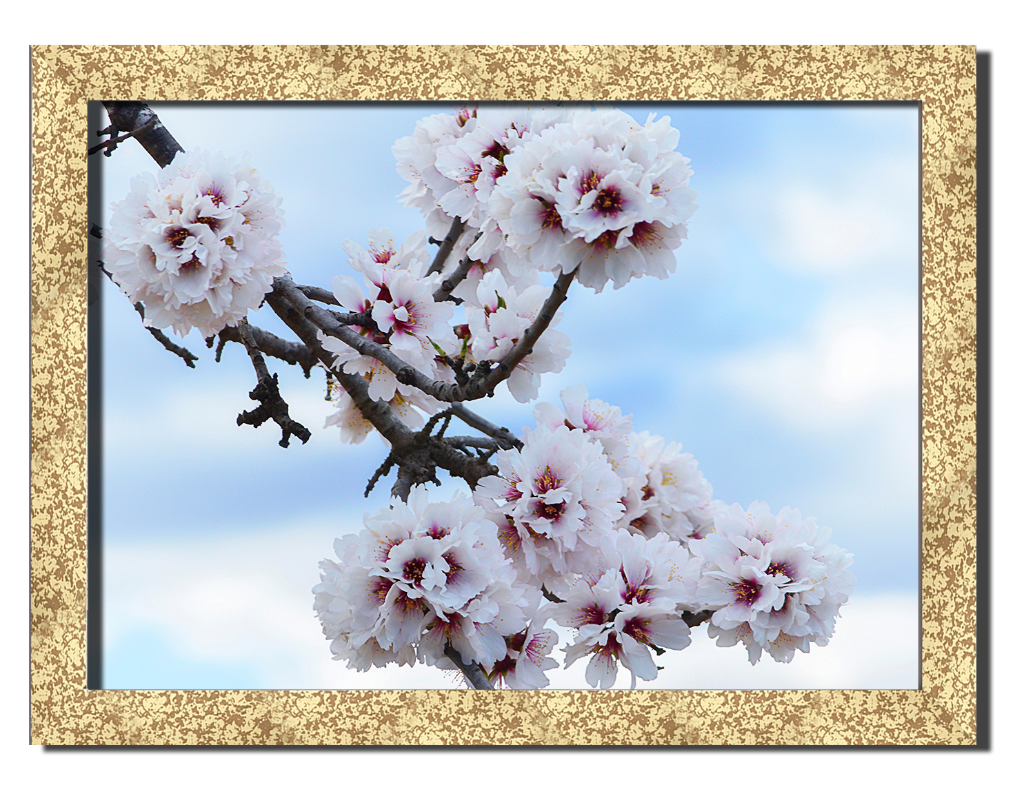 

Golden frame картина на файн-арт бумаге Цветение миндаля любовь цветы роматника свиданье Hotel Arizona HD 31 см x 41 см