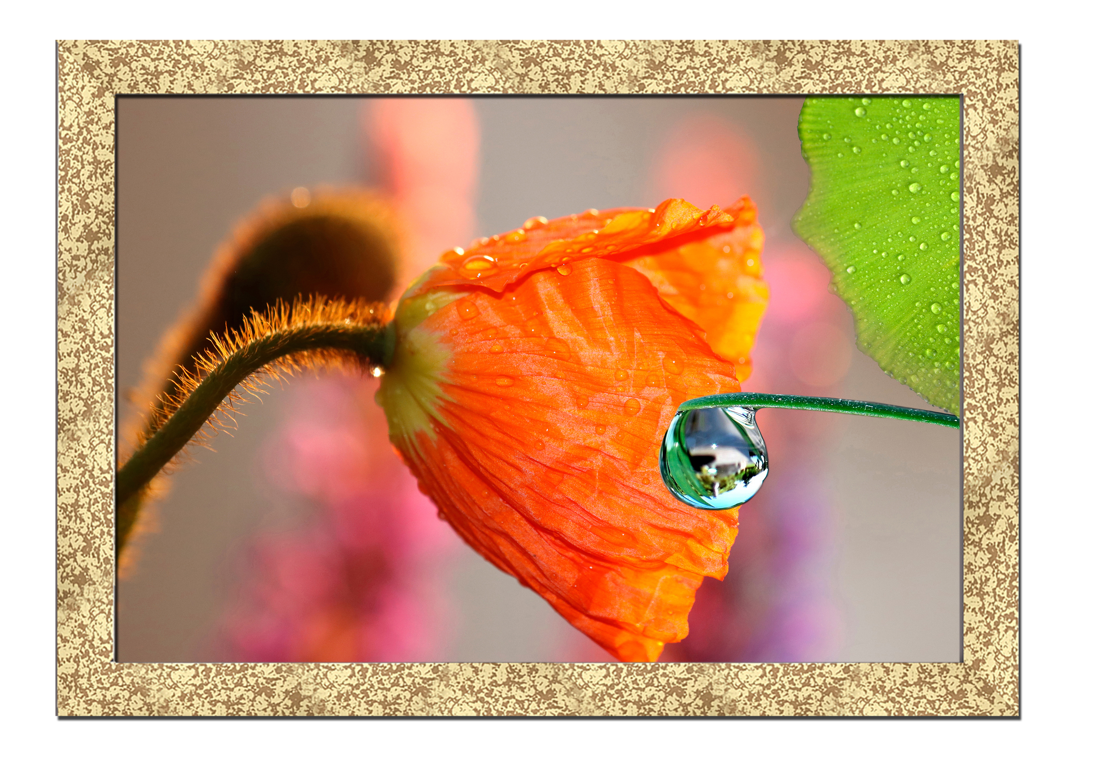 

Golden frame картина на файн-арт бумаге Дикие маки цветы, растения Hotel Arizona HD 31 см x 41 см