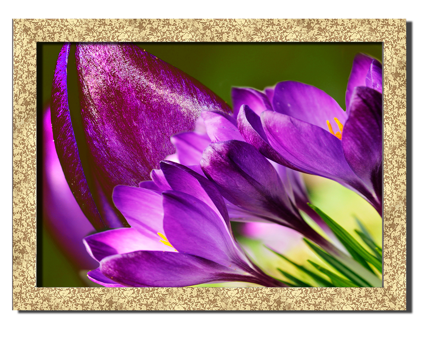 

Golden frame картина на файн-арт бумаге Дикий Крокус природа пейзаж ландшафт Hotel Arizona HD 31 см x 41 см