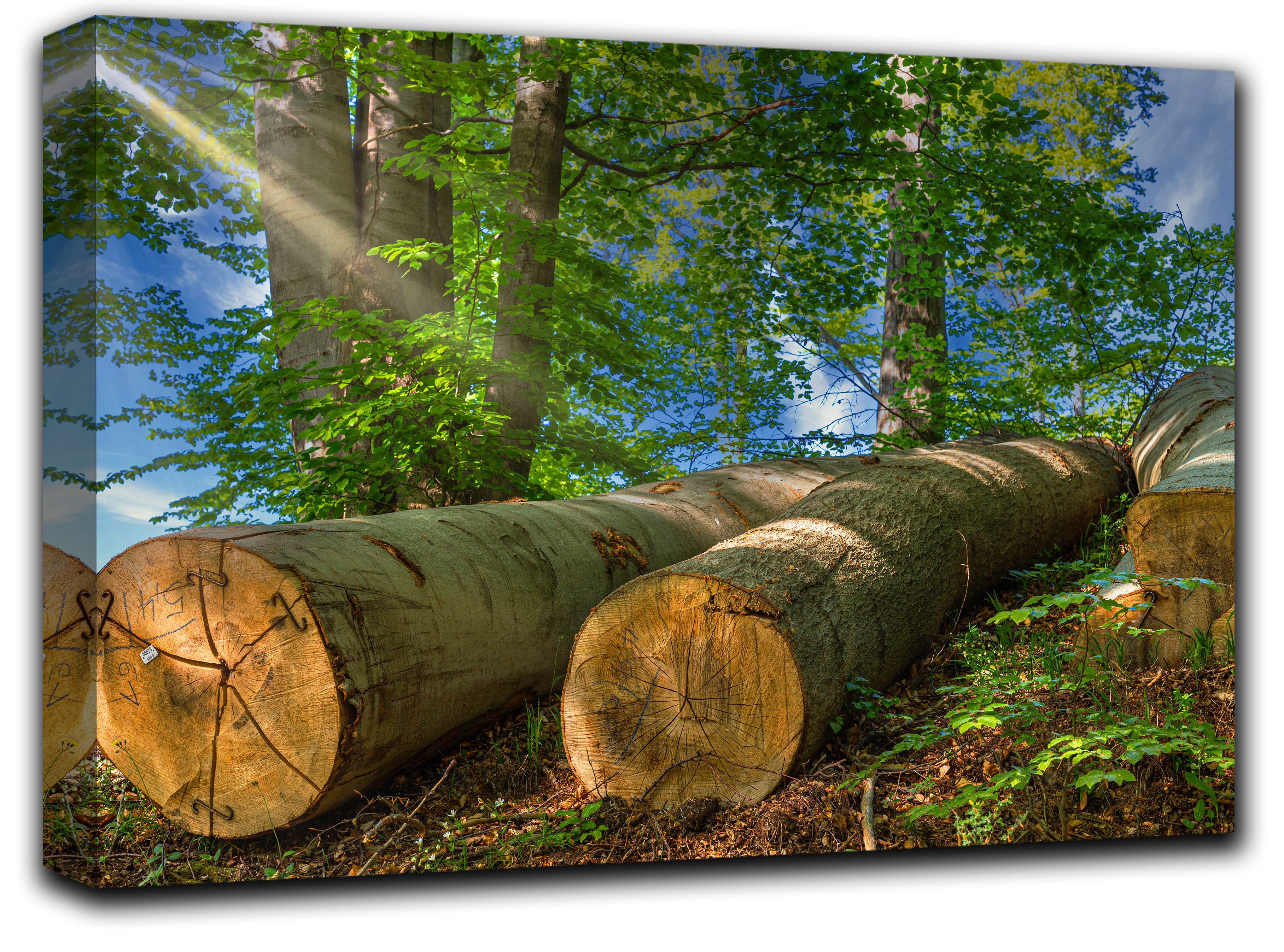 

картина на холсте Стволы деревьев весной природа пейзаж ландшафт Hotel Arizona HD 51 см x 77 см