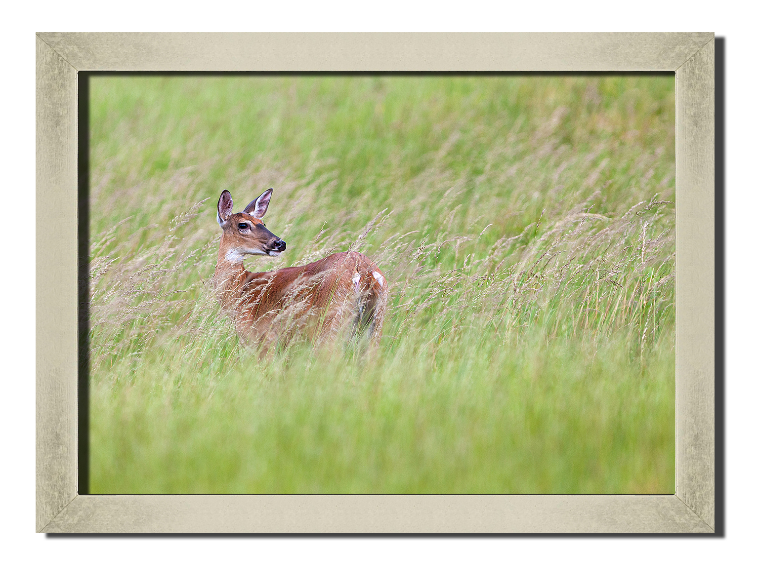 

Silver frame картина на файн-арт бумаге дикая природа косуля Hotel Arizona HD 31 см x 41 см