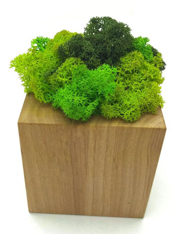 

Стабилизированный мох SO Green Соу Грин в горшке из дерева 8 × 8 см (00201)
