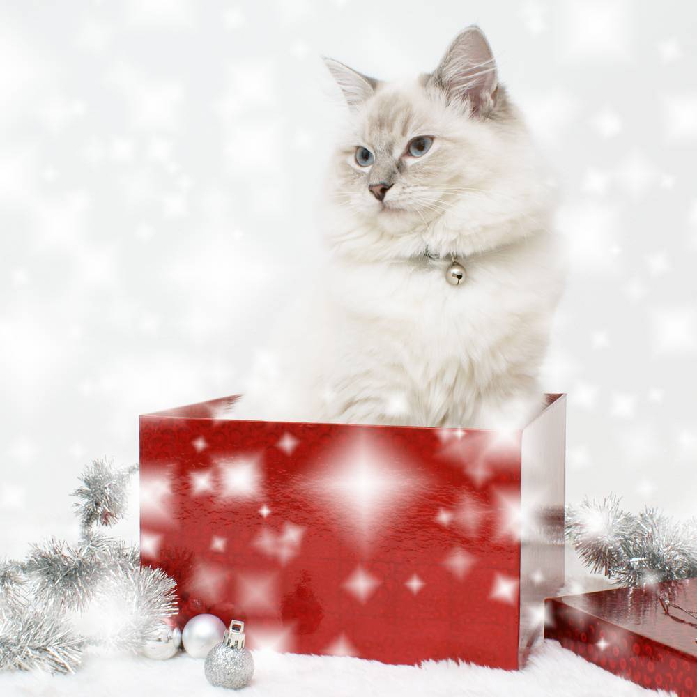 

Картина на холсте LaPrint Коты 120х120 см