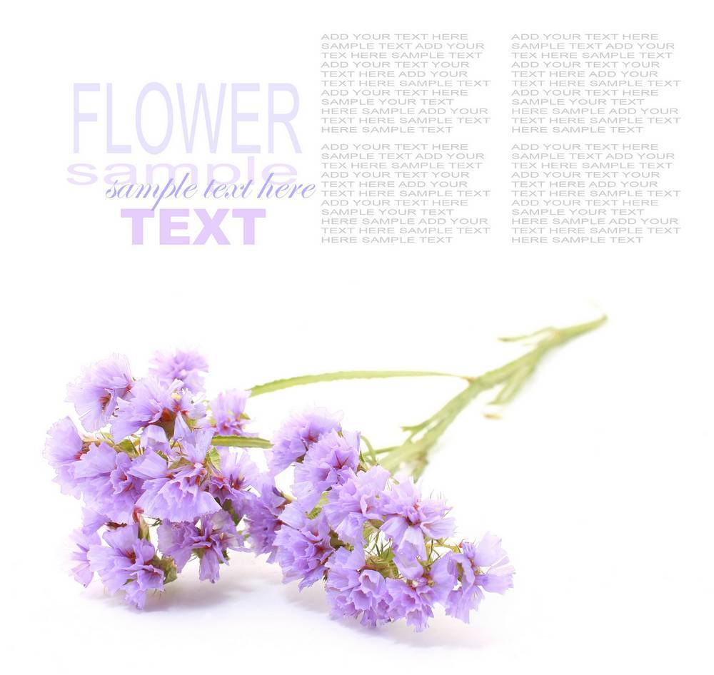 

Картина на холсте LaPrint Растения 90х90 см