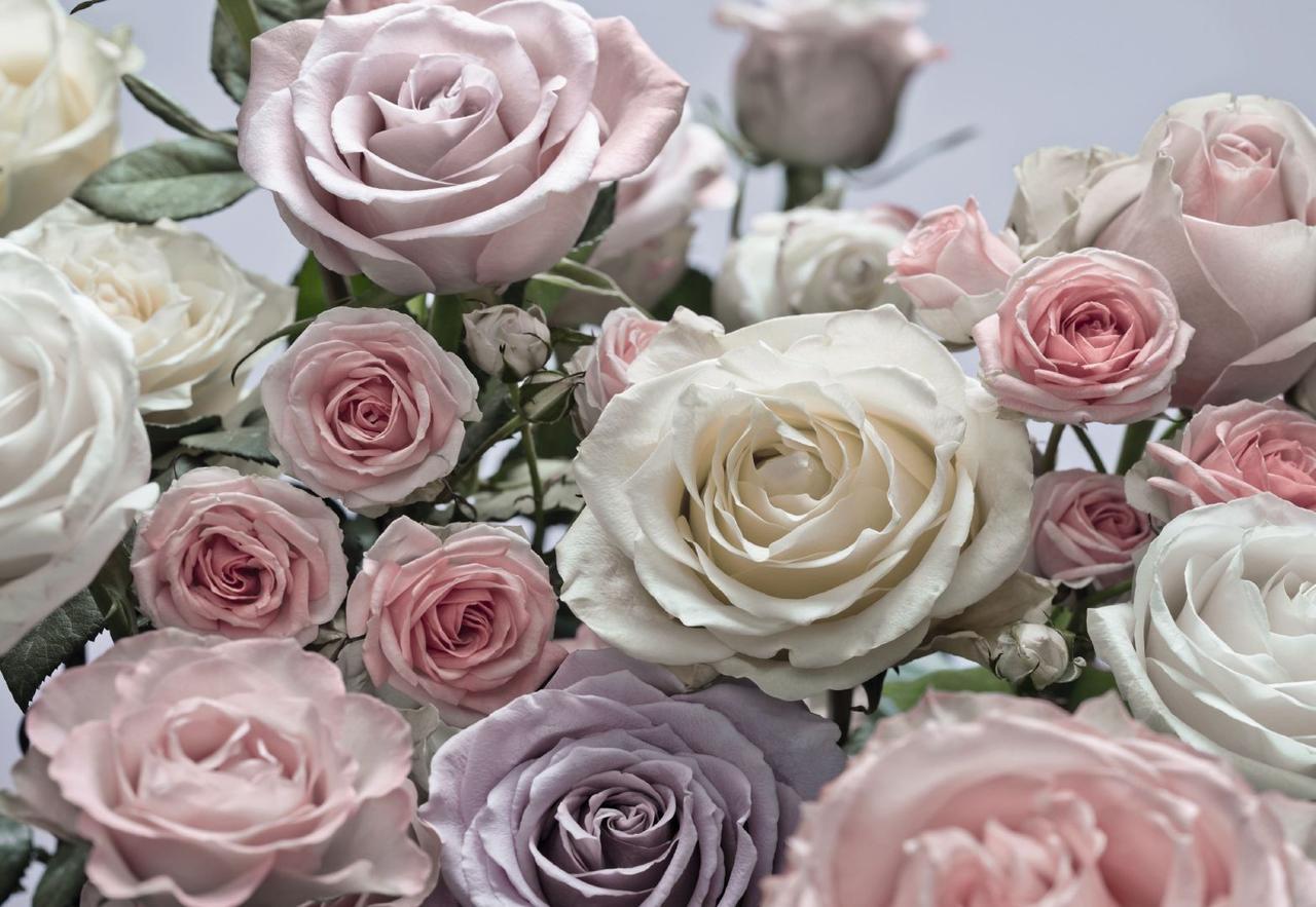 

Фотообои на бумажной основе Komar Floraison 254х368 см 2000000465074