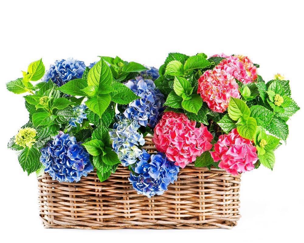 

Картина на холсте LaPrint Цветы 90х90 см