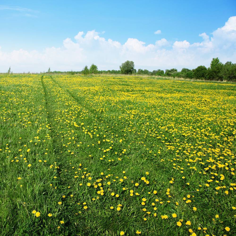 

Картина на холсте LaPrint Лето 90х90 см