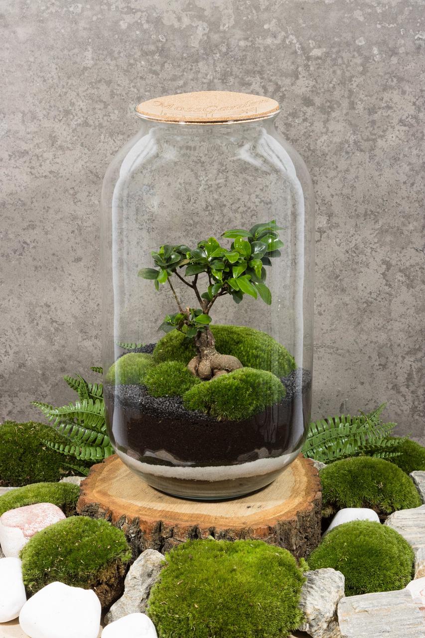 

Декоративный флорариум в банке из эко-стекла Фикус Ф13