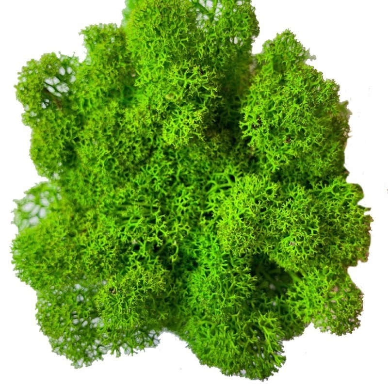 

Мох стабилизированный Green Ecco Moss Норвежский Зеленый Лайт 500 гр.