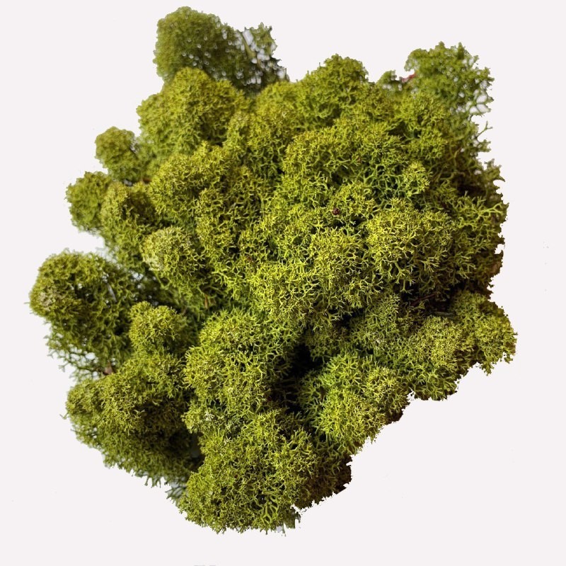 

Мох стабилизированный Очищенный Green Ecco Moss Норвежский Оливковый 500 гр.