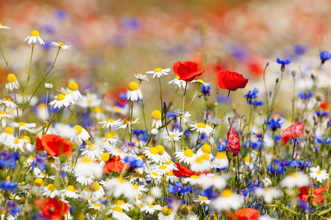 

Фотообои Цветы 'Маки на ромашковом поле' (1095) , Фреска
