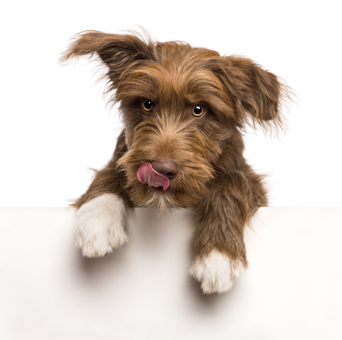 

Фотообои Животные 'Собака' (1975) , Холст