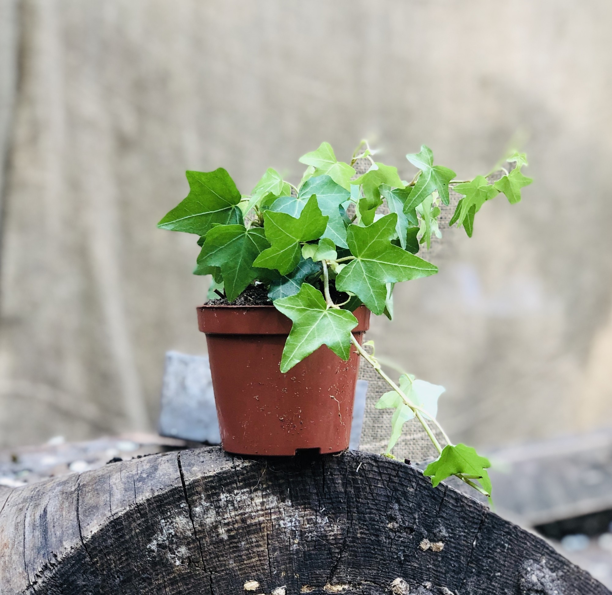 Плющ Хедера (Лиана, Hedera) Зелёный, 20см, объём горшка 0,2л – низкие ...