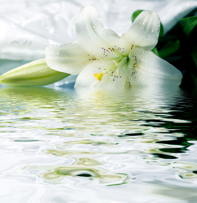 

Фотообои Цветы 'Белая лилия в воде' (1096) , Кожа