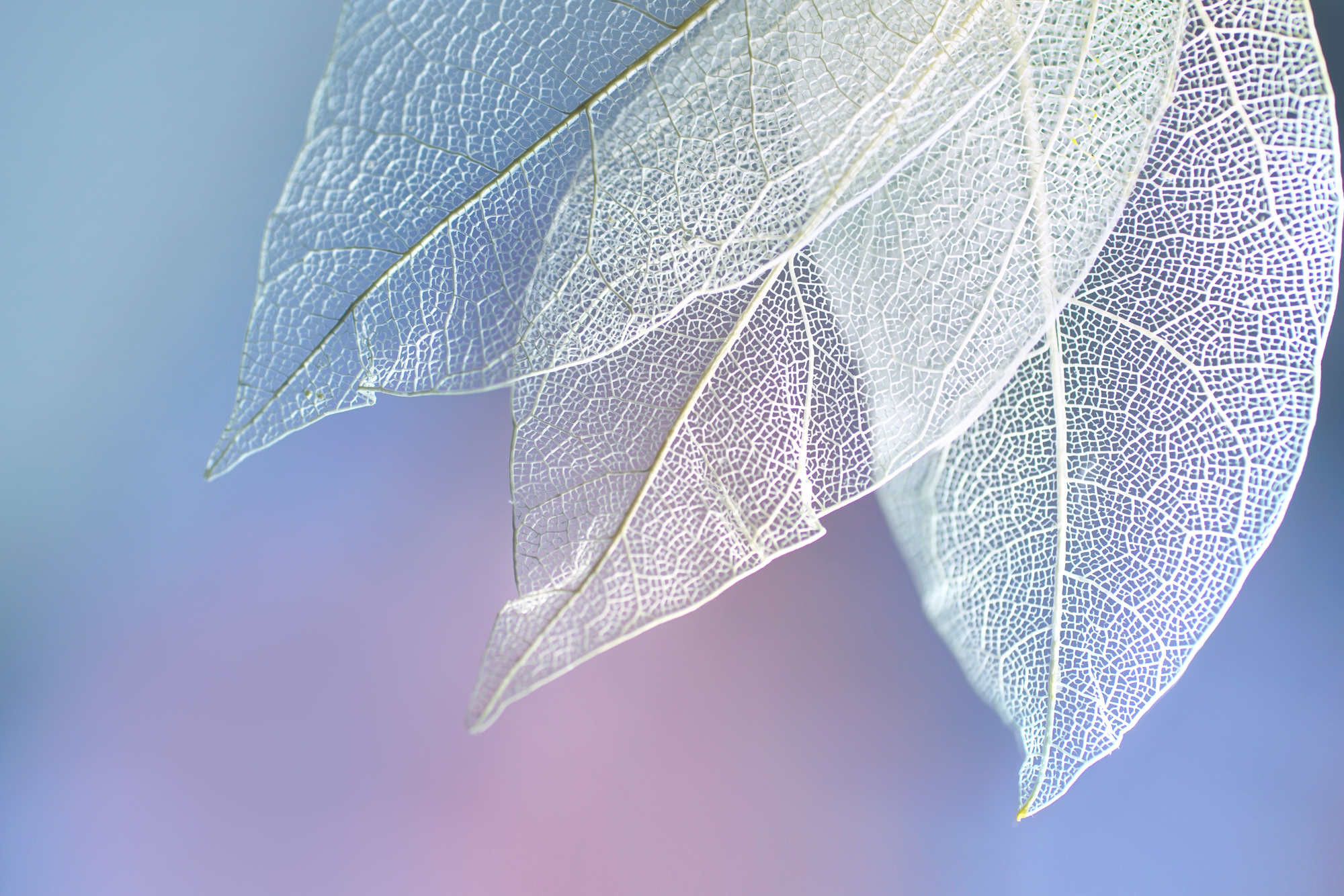 

Фотообои Макро фото 'Листья' (4218) , Классик