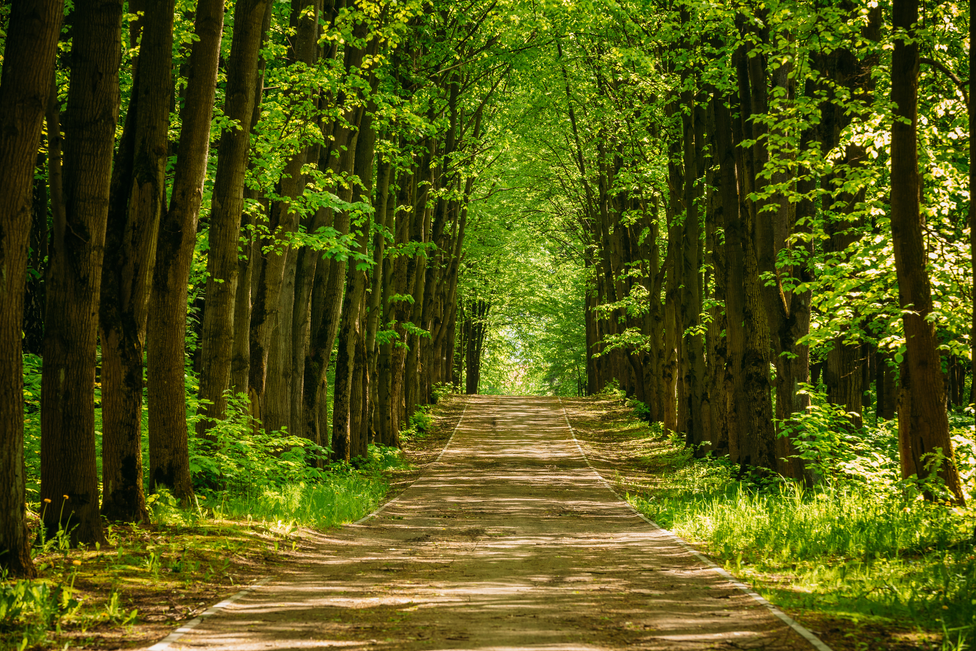 

Фотообои Природа 'Дорога через лес' (4509) , Мелкий песок