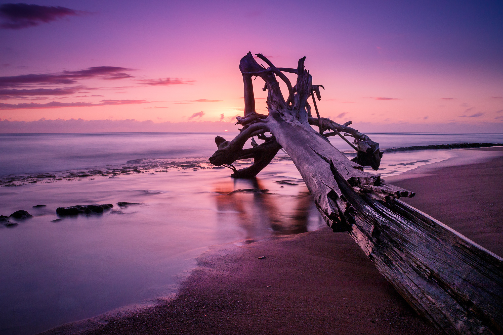 

Фотообои Море 'Дерево у моря' (4246) , Классик