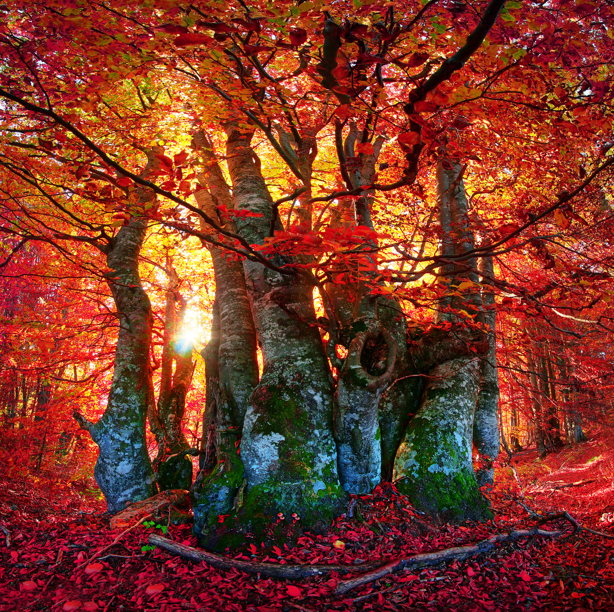 

Фотообои Природа 'Осенний лес' (3625) , Иней
