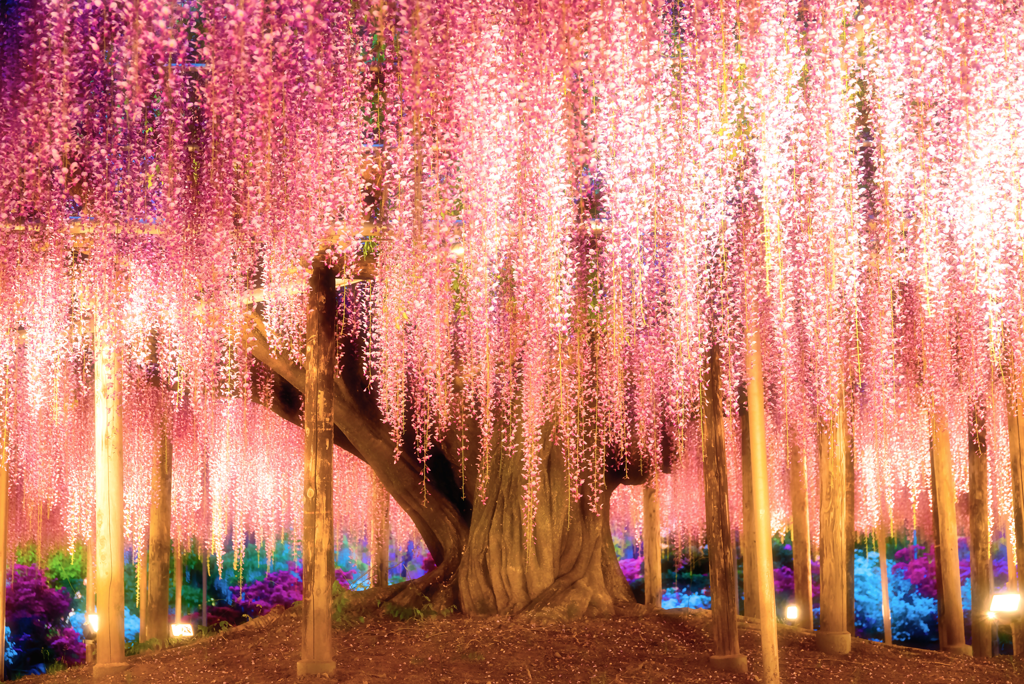 

Фотообои Природа 'Cказочное дерево' (3791) , Гладь