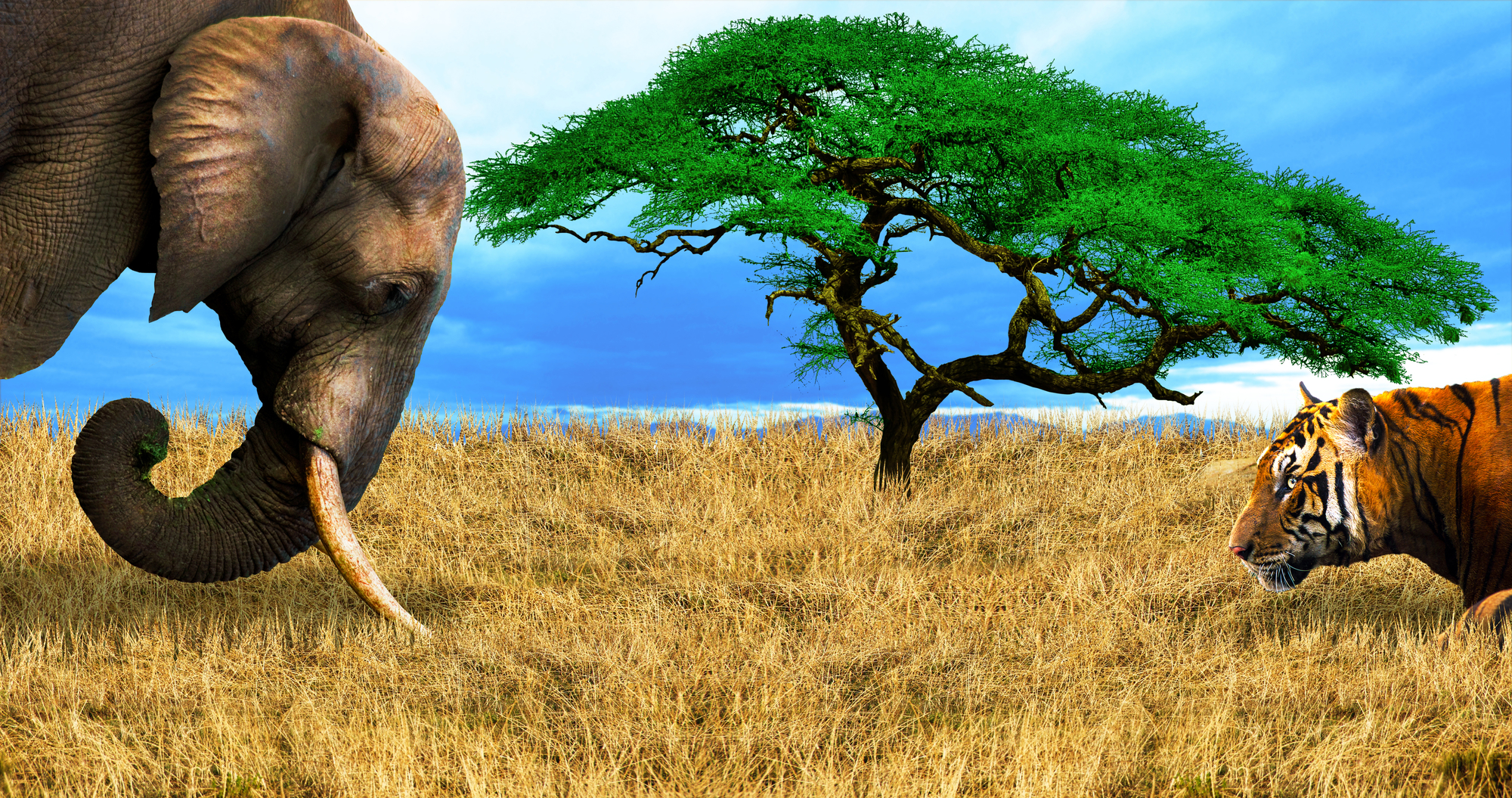 

Фотообои Животные 'Слон и тигр' (3855) , Фреска