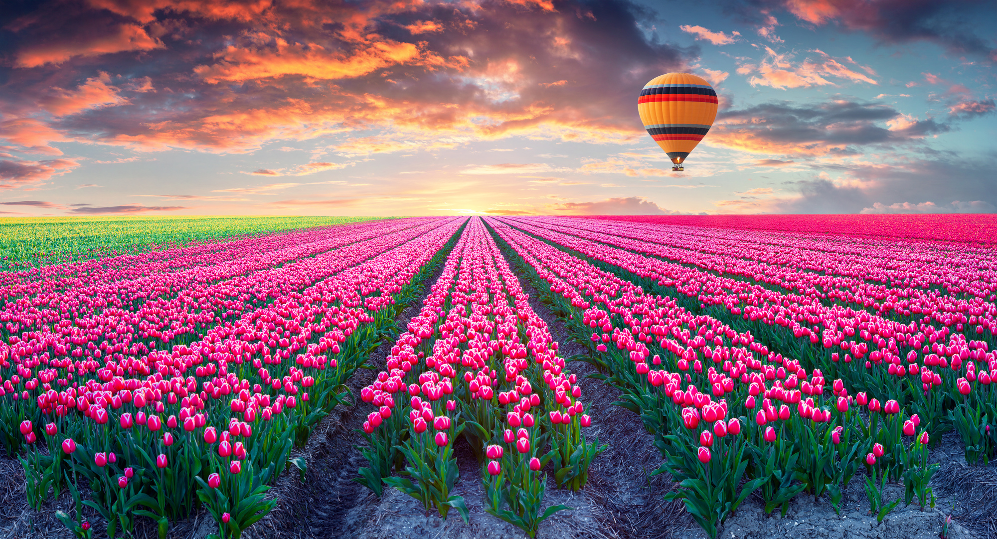 

Фотообои Природа 'Поле тюльпанов' (3640) , Мелкий песок