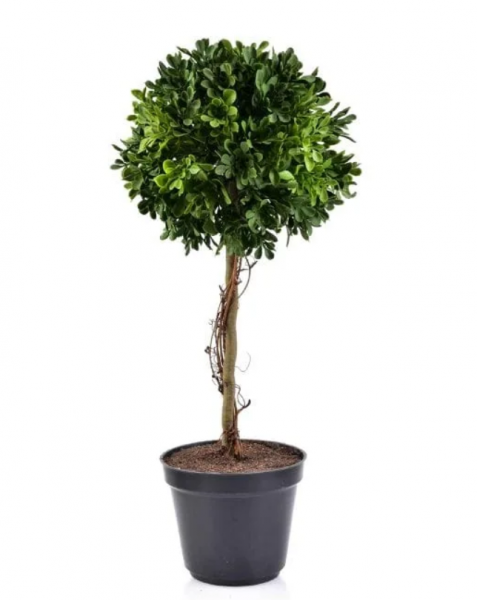 

Декорация Flora Самшит в горшке 45 см 35339