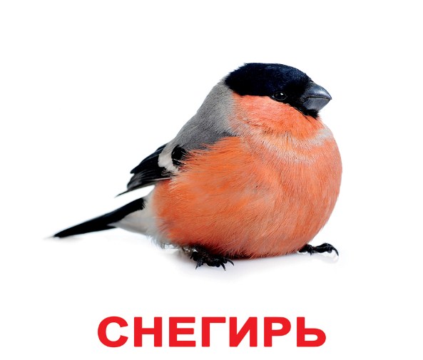 

Ламинированные карточки Домана "Мои первые знания" на рус.
