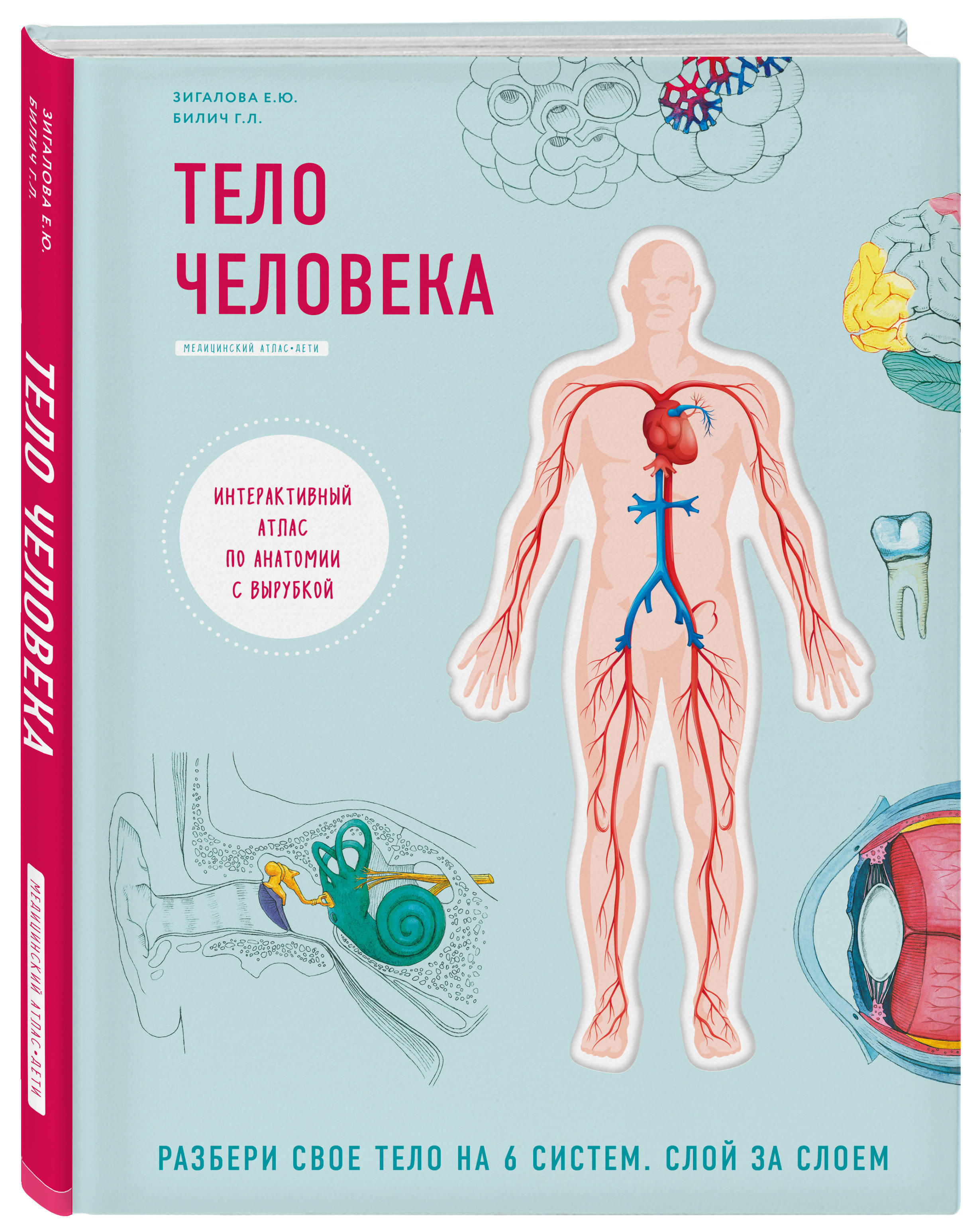 

Тело человека. Детский интерактивный атлас по анатомии с вырубкой. Разбери свое тело на 6 систем. Слой за слоем