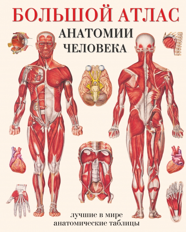 

Большой атлас анатомии человека (834213)