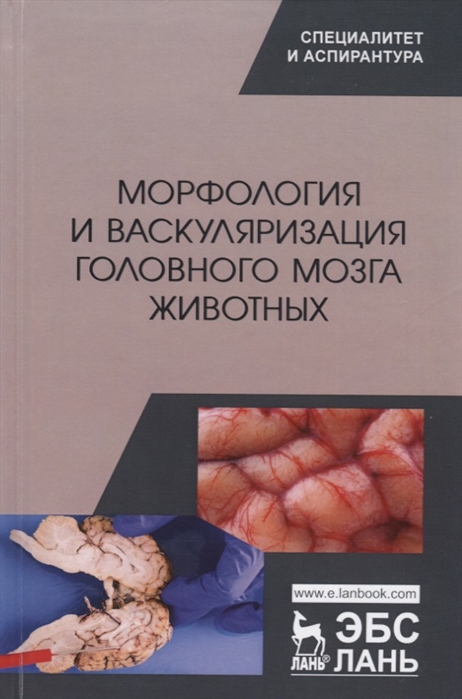 

Морфология и васкуляризация головного мозга животных