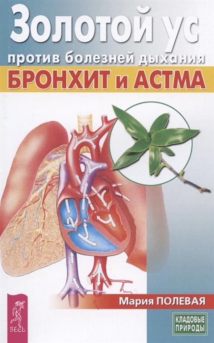 

Золотой ус против болезней дыхания. Бронхит и астма (4198415)