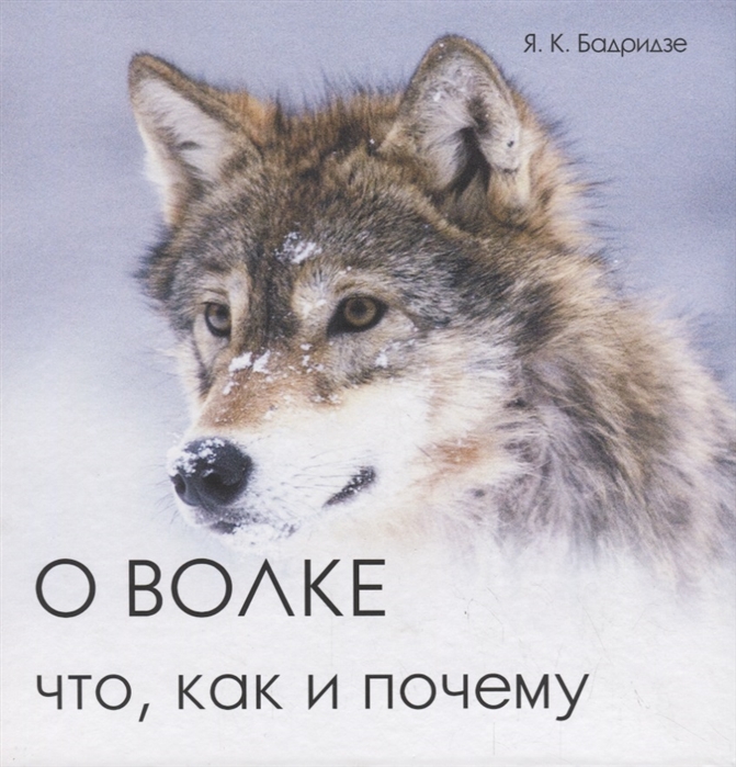 

О волке: что, как и почему