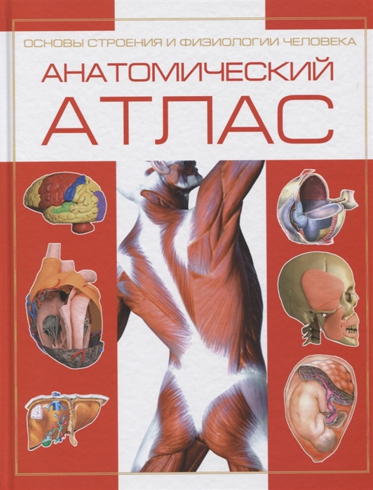 

Анатомический атлас. Основы строения и физиологии человека (4257736)