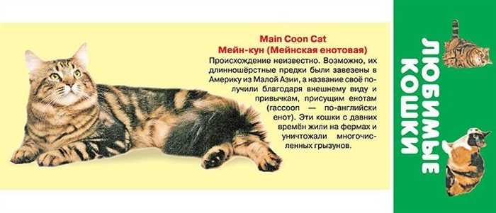 

Любимые кошки. 25 карточек
