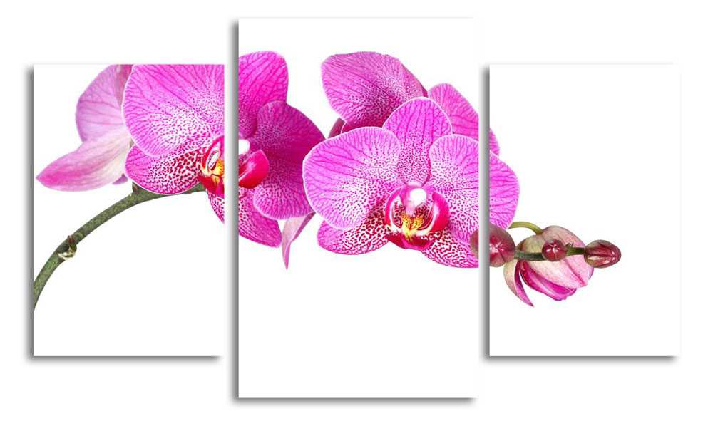 

Модульная картина LaPrint Фиолетовая орхидея 200x117 см