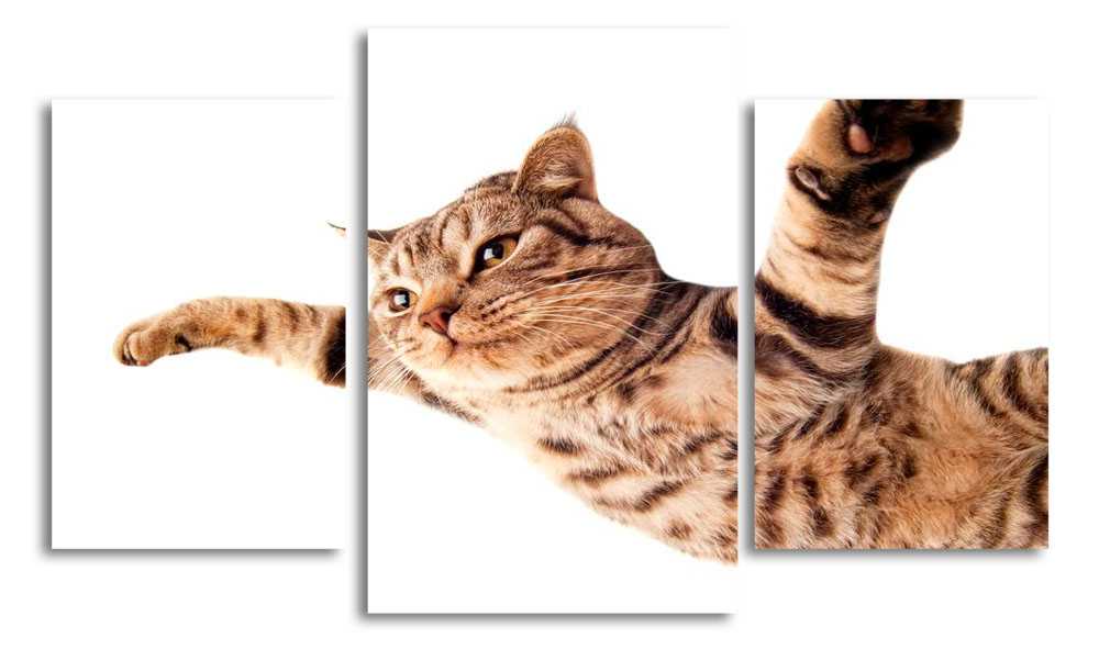 

Модульная картина LaPrint Котик 200x117 см