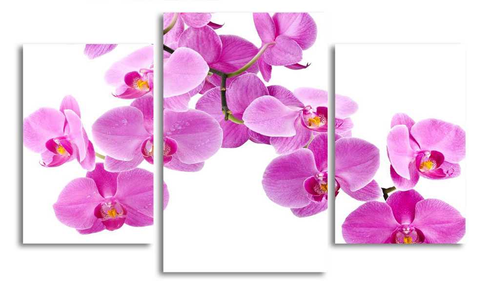 

Модульная картина LaPrint Фиолетовая орхидея 200x117 см