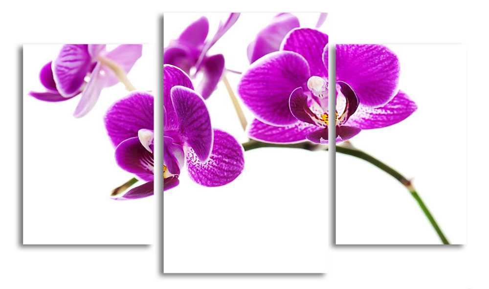 

Модульная картина LaPrint Фиолетовая орхидея 200x117 см