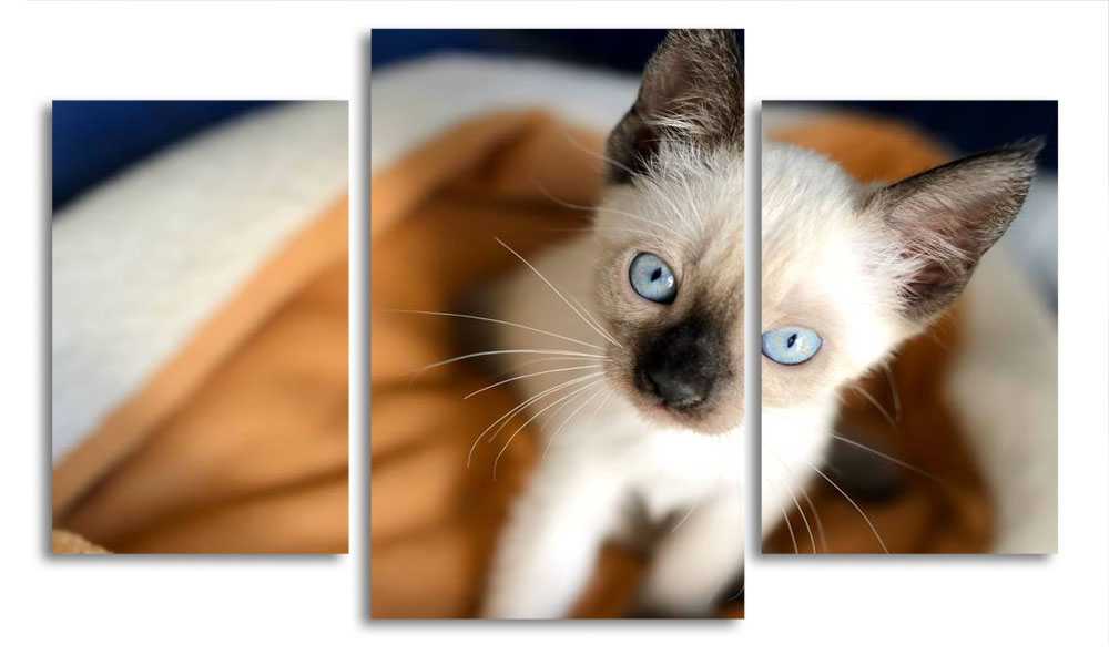 

Модульная картина LaPrint Котенок 200x117 см