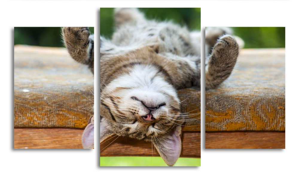 

Модульная картина LaPrint Котенок 200x117 см