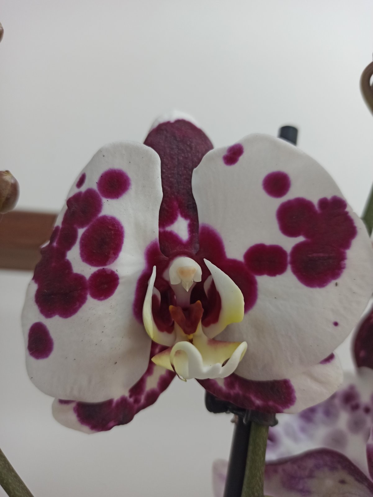 Орхидея Phalaenopsis Elegant Polka Dots