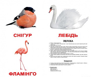 

Набор карточек "Птицы", ламинация, 20шт (укр) - Вундеркинд с пелёнок (20-582973)
