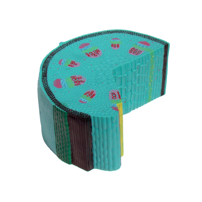

Модель Строение стебля UMSchool Multicolored